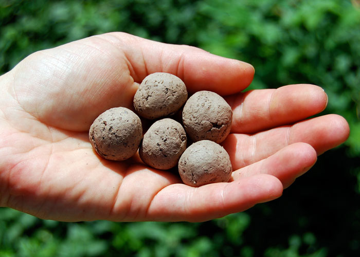 A hand holding seed bombs